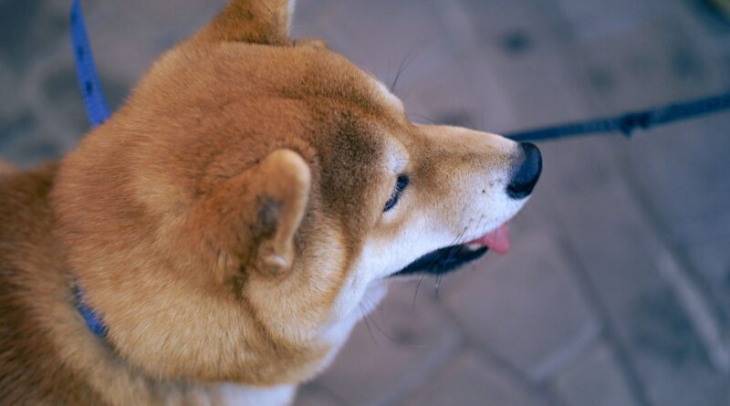 Shiba Inu dispara 36% impulsado por traders surcoreanos mientras Bitcoin queda atrapado entre los 64.500 y 68.000 dólares
